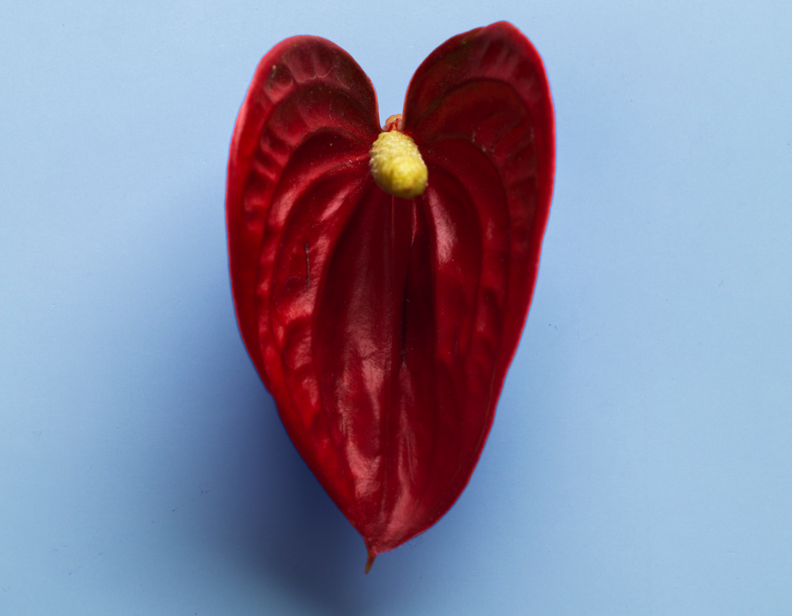 Erectile Dysfunction: Causes, Symptoms, and Effective Solutions